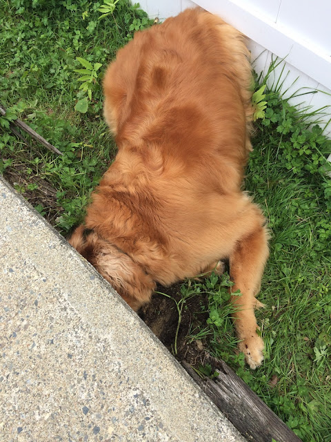 monday mischief dog digging hole
