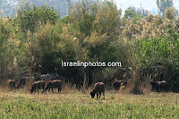 De Hula Vallei, Natuur, Foto's, Israel, Reizen