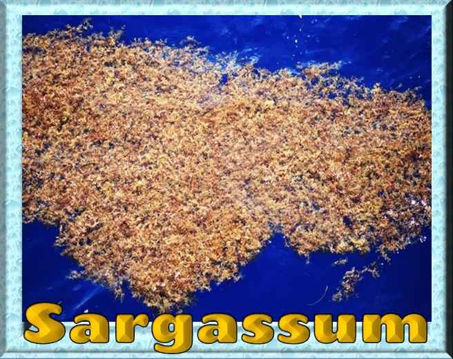 Animal, Nature, and Travel Some Fascinating Facts about Sargassum