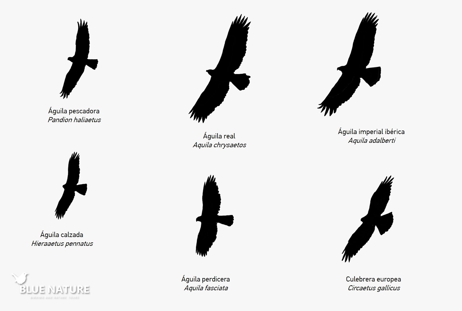 Featured image of post Silueta De Aguila Volando Vectores de siluetas gratuitos con fondo transparente para uso comercial en formatos svg y png