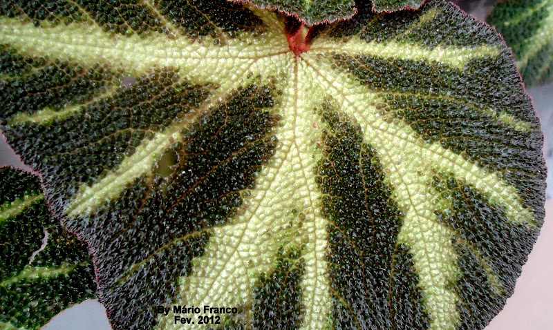 Meu Cantinho Verde: BEGÔNIA-CRUZ-DE-FERRO - ( Begonia masoniana )