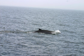 hyannis whale watching cruises