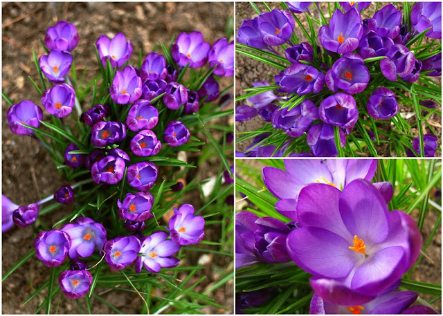 spring flowers© Annie Japaud Photography spring flowers© Annie Japaud Photography