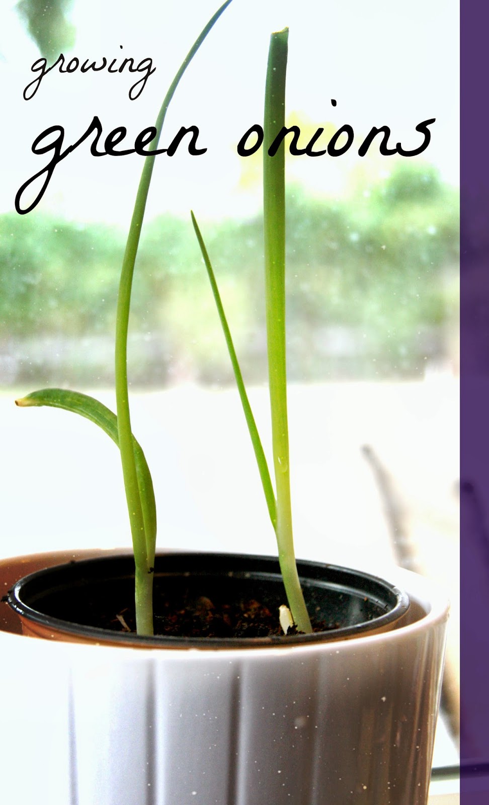 Grow fresh green onions in the kitchen