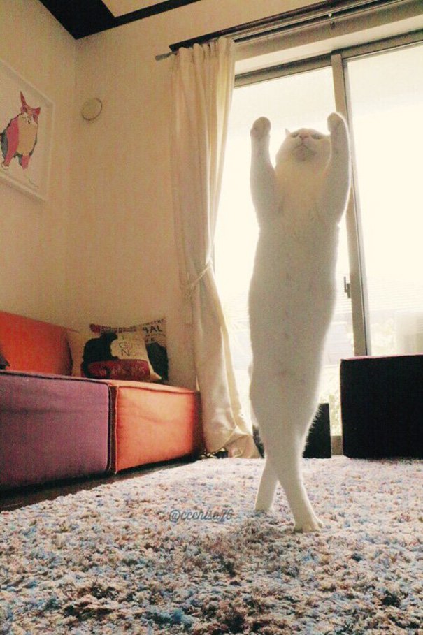 Ballet Cat Dances Like Nobody’s Watching Ballet Cat Dances Like Nobody’s Watching