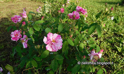 rosa gallica versicolor nel giardino della fattoria didattica dell ortica a Savigno Valsamoggia Bologna vicino Zocca nell appennino bolognese
