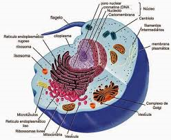 celulas eucariontes