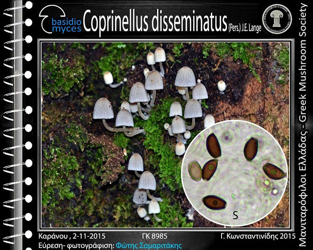 Coprinellus disseminatus (Pers.) J.E. Lange