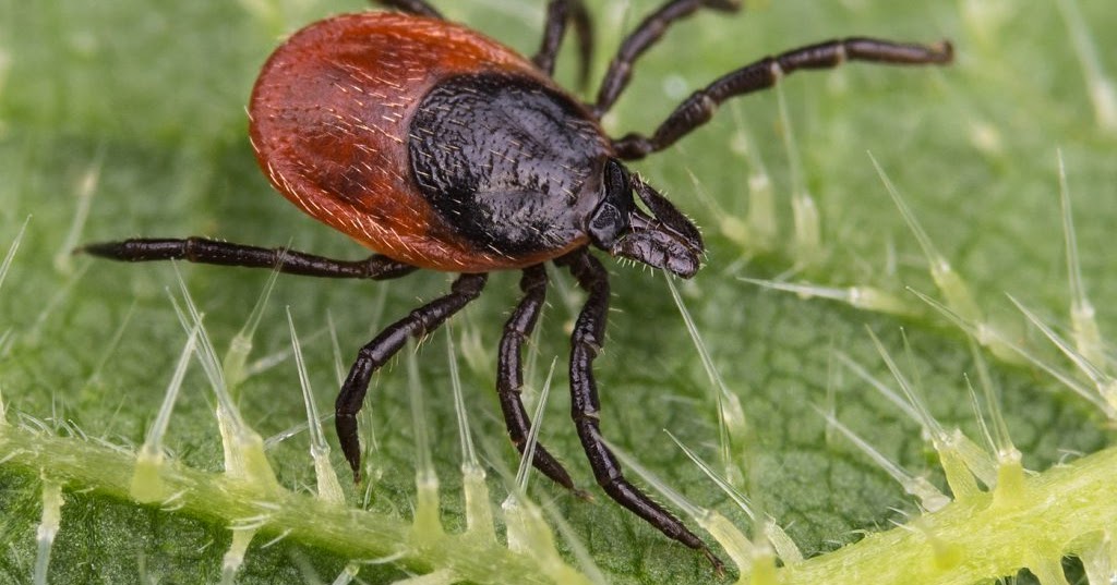 Dr. David Jernigan, Biologix Center Can Lyme Disease Be Cured?