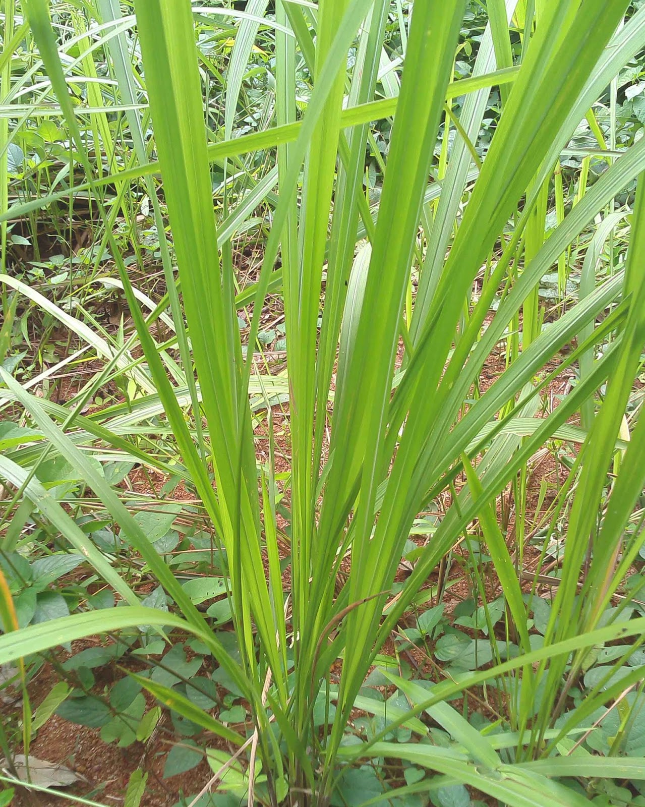 Mewarnai Sketsa Gambar Rumput Teki Terbaru - KataUcap