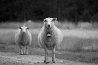 Sheep Black and white sheep
