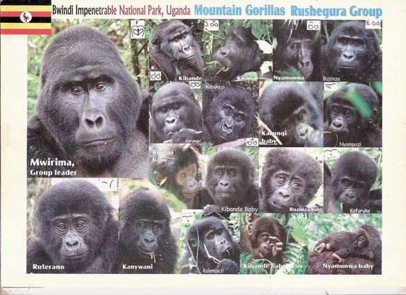 Rushegura Family gorilla familes in Uganda