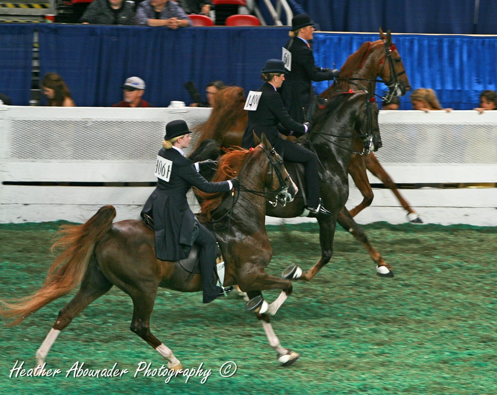 Heroes, Heroines, and History American Saddlebreds The Peacock of the