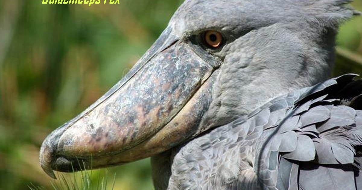 Cegonha bico de sapato (Balaeniceps rex) Eu Quero Biologia Cegonha bico de sapato (Balaeniceps rex) Eu Quero Biologia