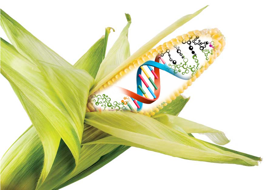 Genetically modified foods essays
