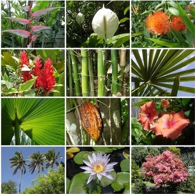 Flora indonesia bagian tengah beserta gambarnya