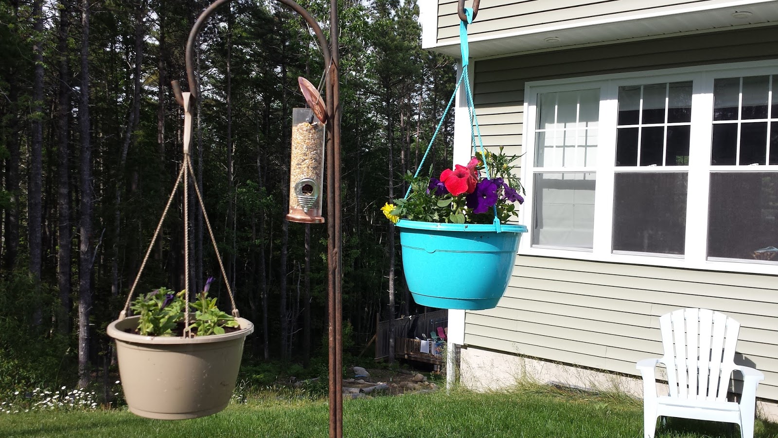 Guess Who's Cheap? Hanging Baskets