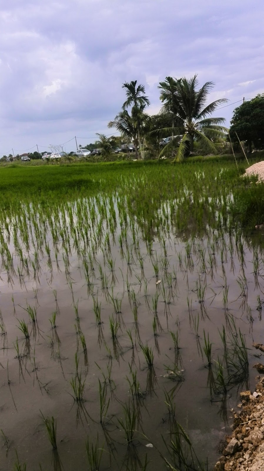 namakucella: MAKAN KENDURI DI KEDAH - RUMAH TEPI SAWAH