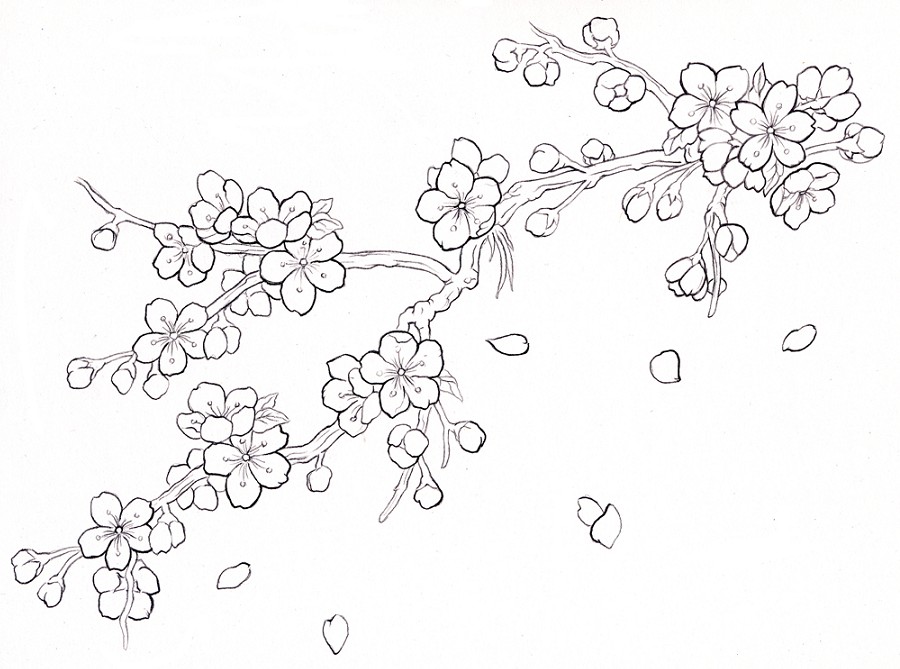 Gambar Mewarnai Bunga Sakura Terbaru gambarcoloring