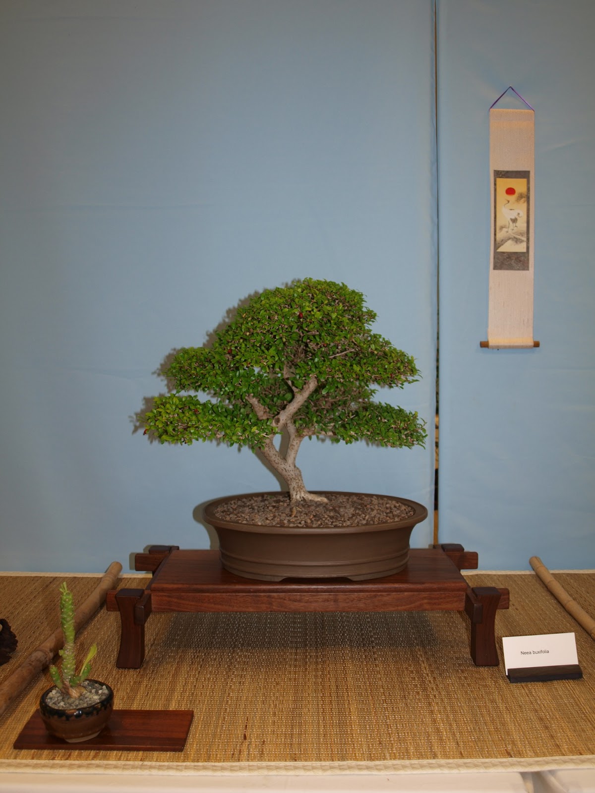 A Life Inspired by Nature Austin Bonsai Show