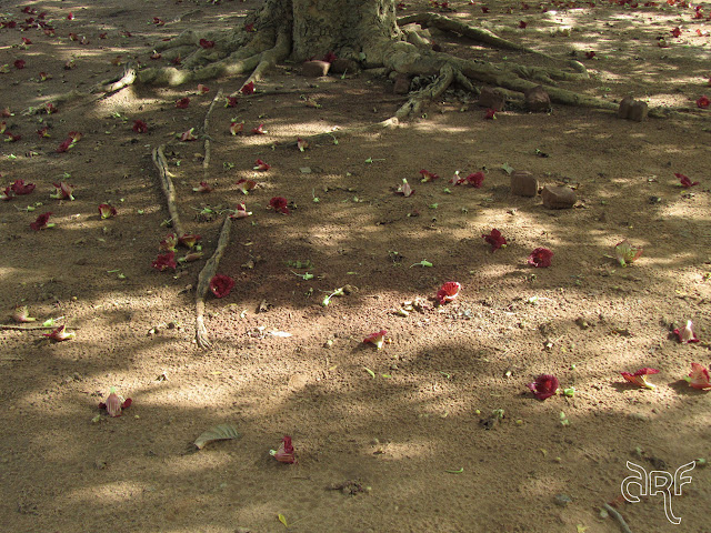 flowers fallen from a tree