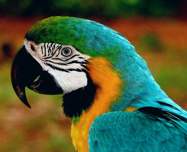 Arara azul