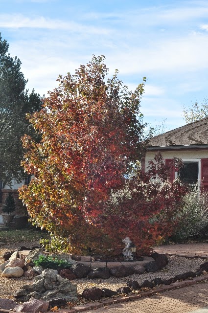 front yard tree coloradoviews.filminspector.com