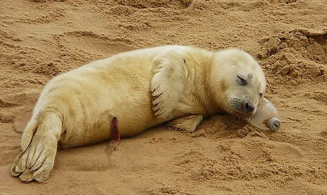 Hallan una cría de foca durmiendo sobre una botella de plástico en una playa