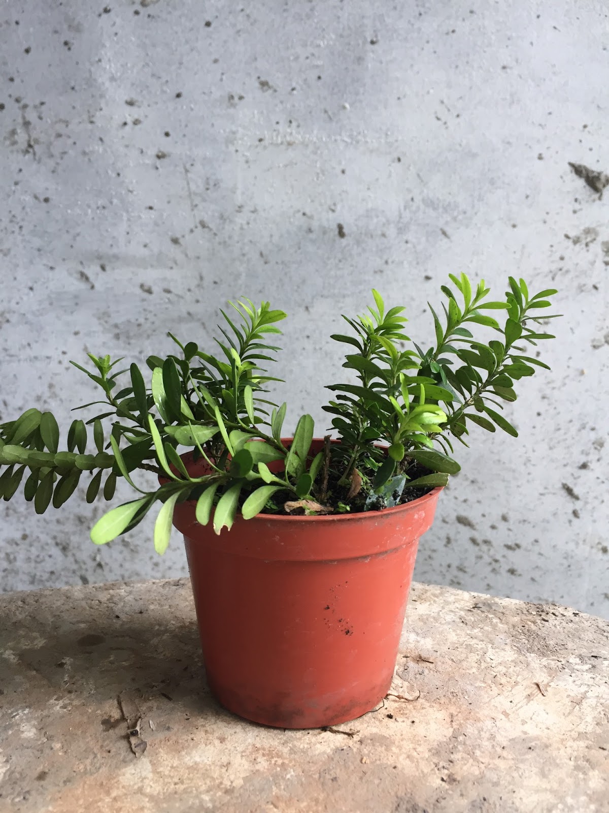 Best DIY Bonsai Soil Mix Pinoy Bonsai