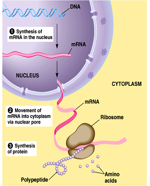 กรดนิวคลีอิก (Nucleic acid)