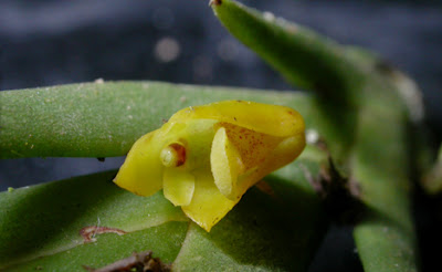 Lan Hoàng thảo đỏ - Dendrobium concinnum Miq. (Dendrobium rigens Rchb.f. in Walp.) 1 Dendrobium%2Bconcinnum%2BMiq.