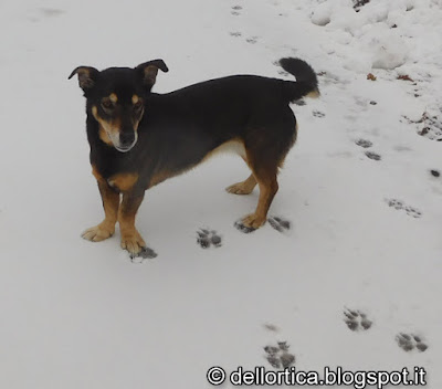 camminate nella neve, percorsi olfattivi, birdwatching ed altro alla fattoria didattica dell'ortica a Savigno Valsamoggia nel Bolognese in Appennino vicino Zocca