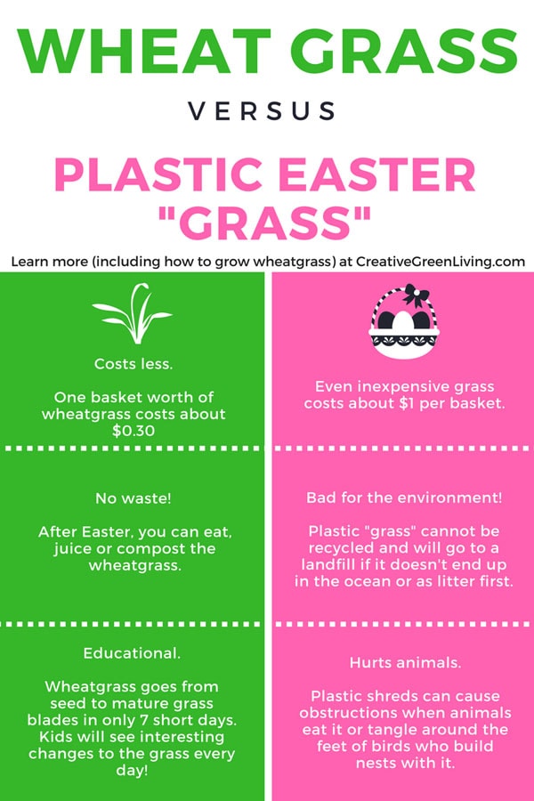 How to Grow Your Own Edible Easter Grass Creative Green Living