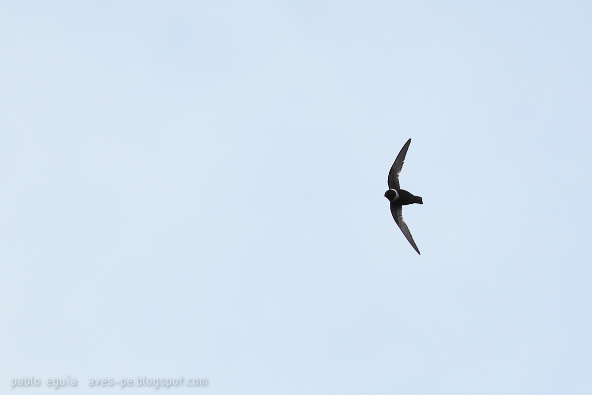 mis fotos de aves Streptoprocne zonaris Vencejo de Collar White