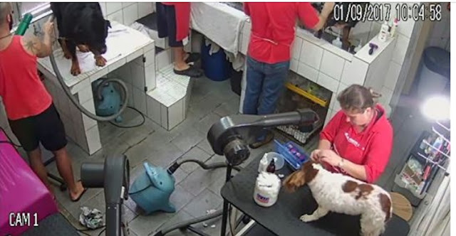Agora é lei Pet shops são obrigadas a instalar câmeras de monitoramento