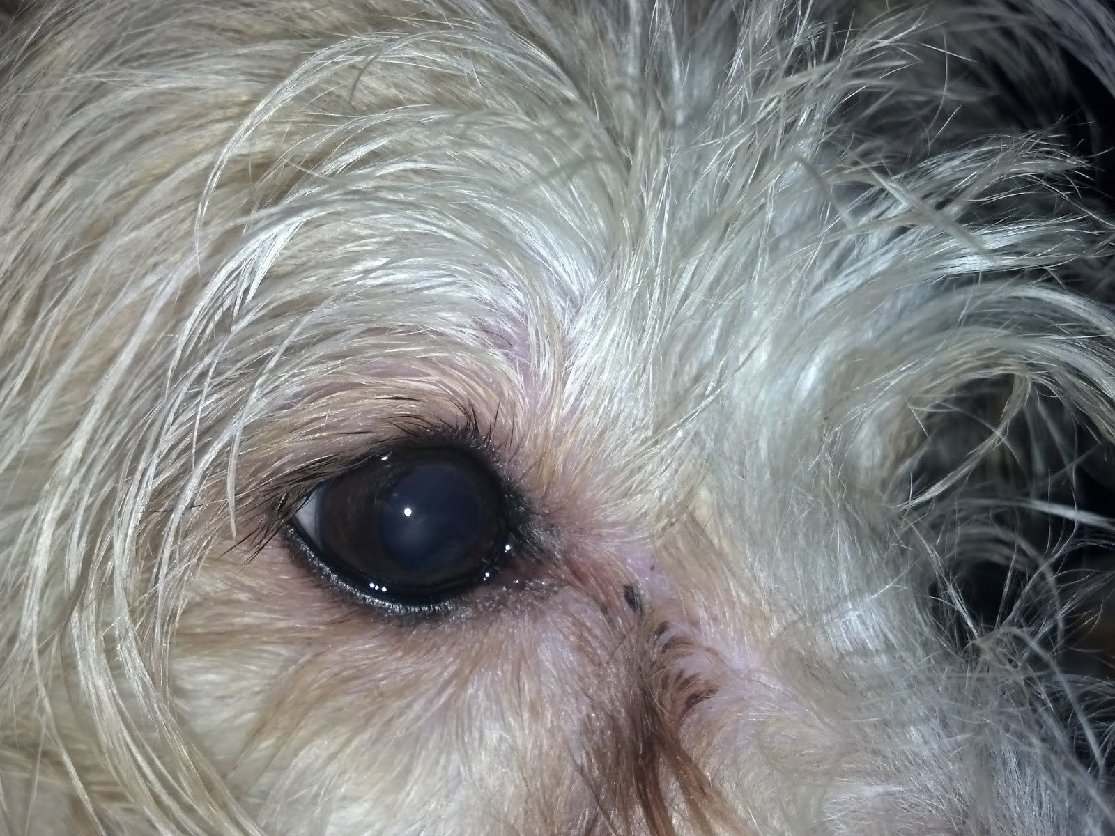 Reactive Champion: Poodle Eyes