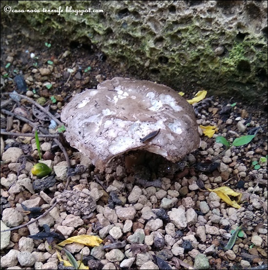 Alles Rund Um Teneriffa Und Casa Nova Pilz Im Garten