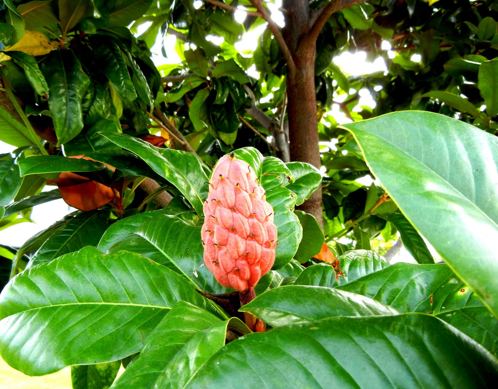 A photo, A thought............ Plant Southern magnolia blooms, fruits and seeds...........
