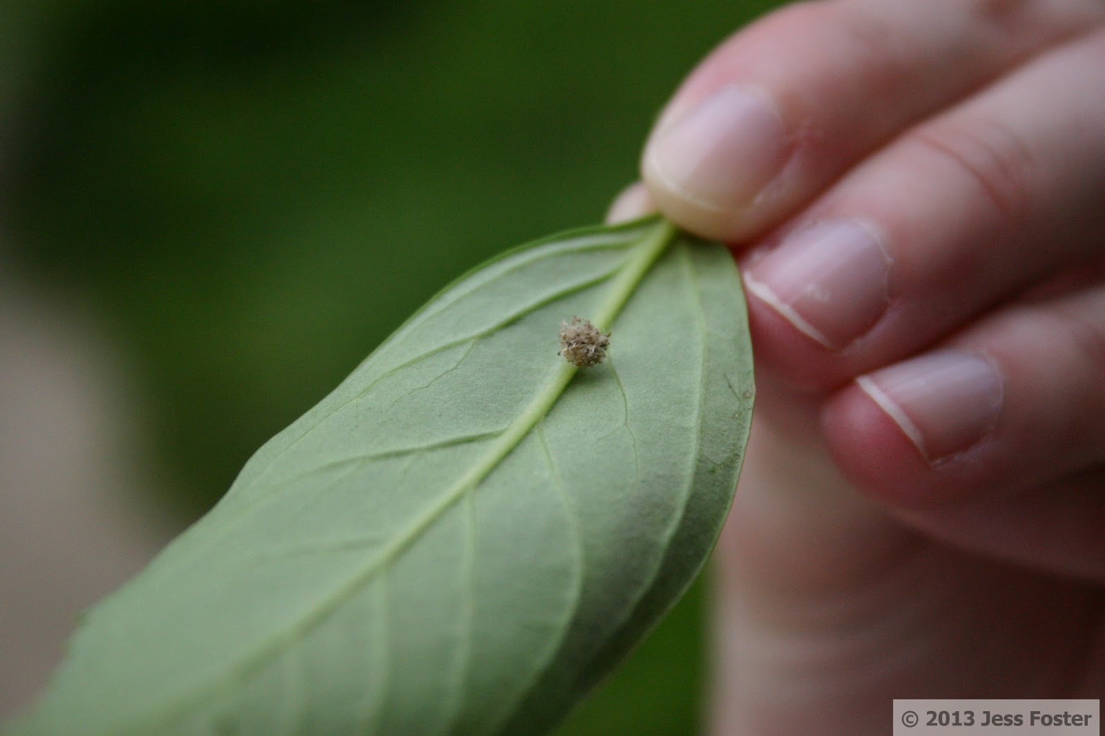Sluggin' Along Attack of the Dust Bunnies!
