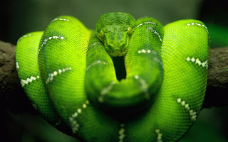 Green snake nature type images Green snake nature type images