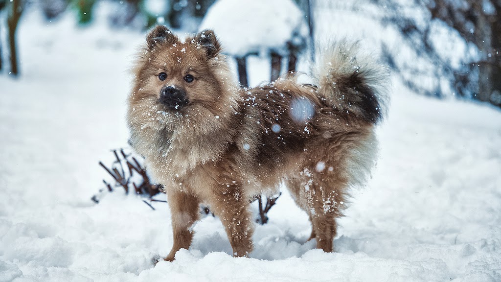 Süs Köpekleri Blogzz