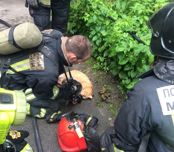 пожарные дали кислород коту пожарные дали кислород коту