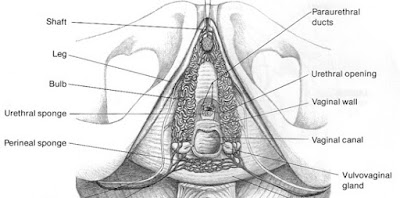 arboledas del dolor perineal arboledas del dolor perineal