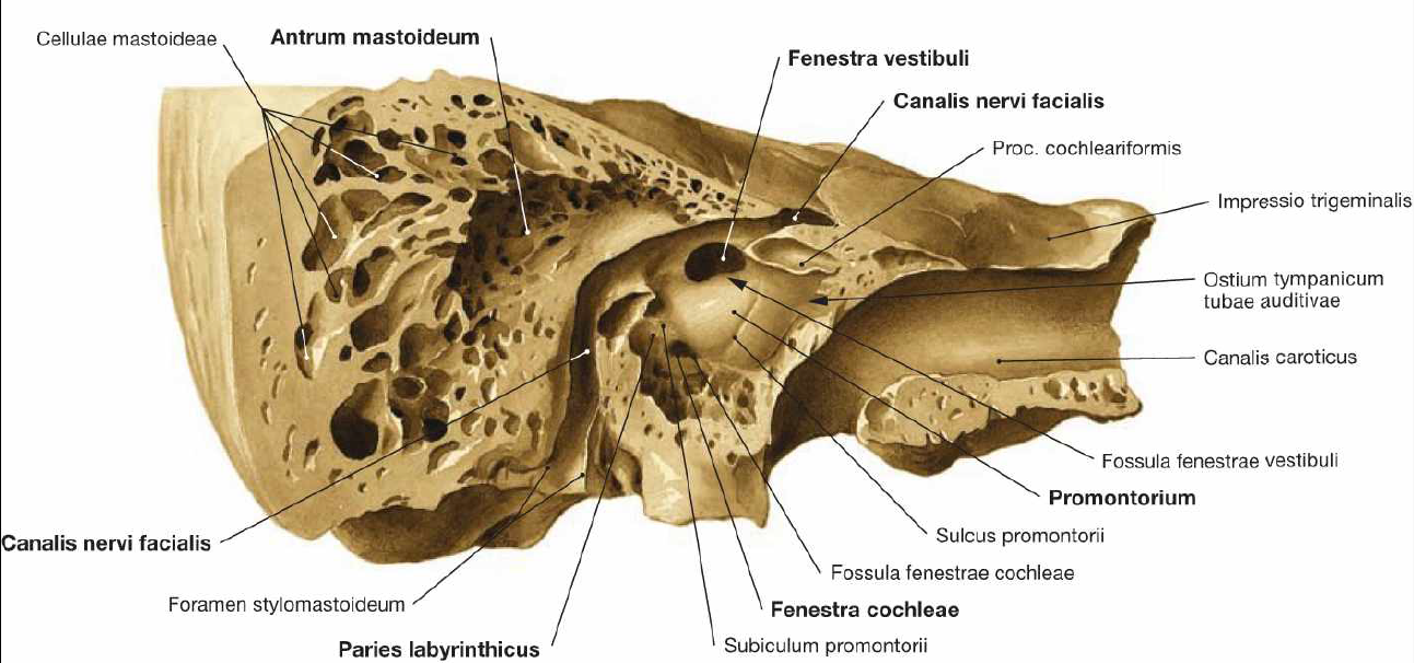 Ушные латынь. Анатомия уха и сосцевидного отростка. Сосцевидные ячейки височной. Височная кость сосцевидный отросток. Сосцевидная кость анатомия.