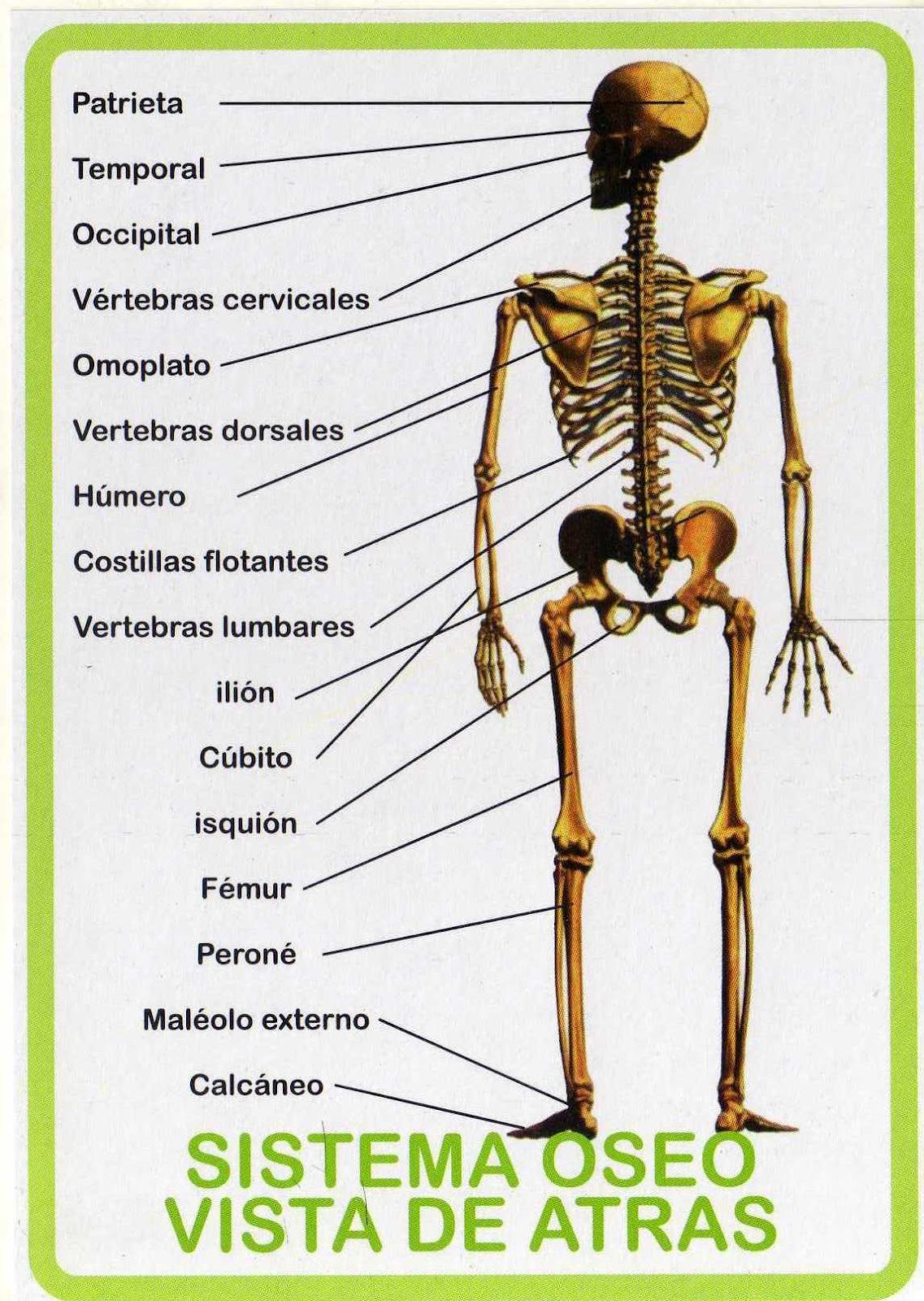 ATLAS DE ANATOMÍA HUMANA SISTEMA OSEO