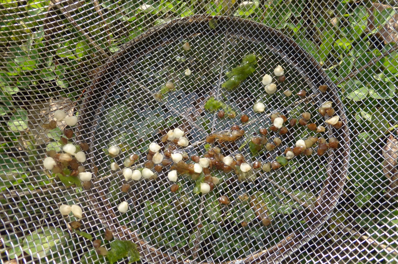 野菜の自家採取は案外簡単だし 育てる喜びも大きい 冬の種採り 珍妙雑記帖