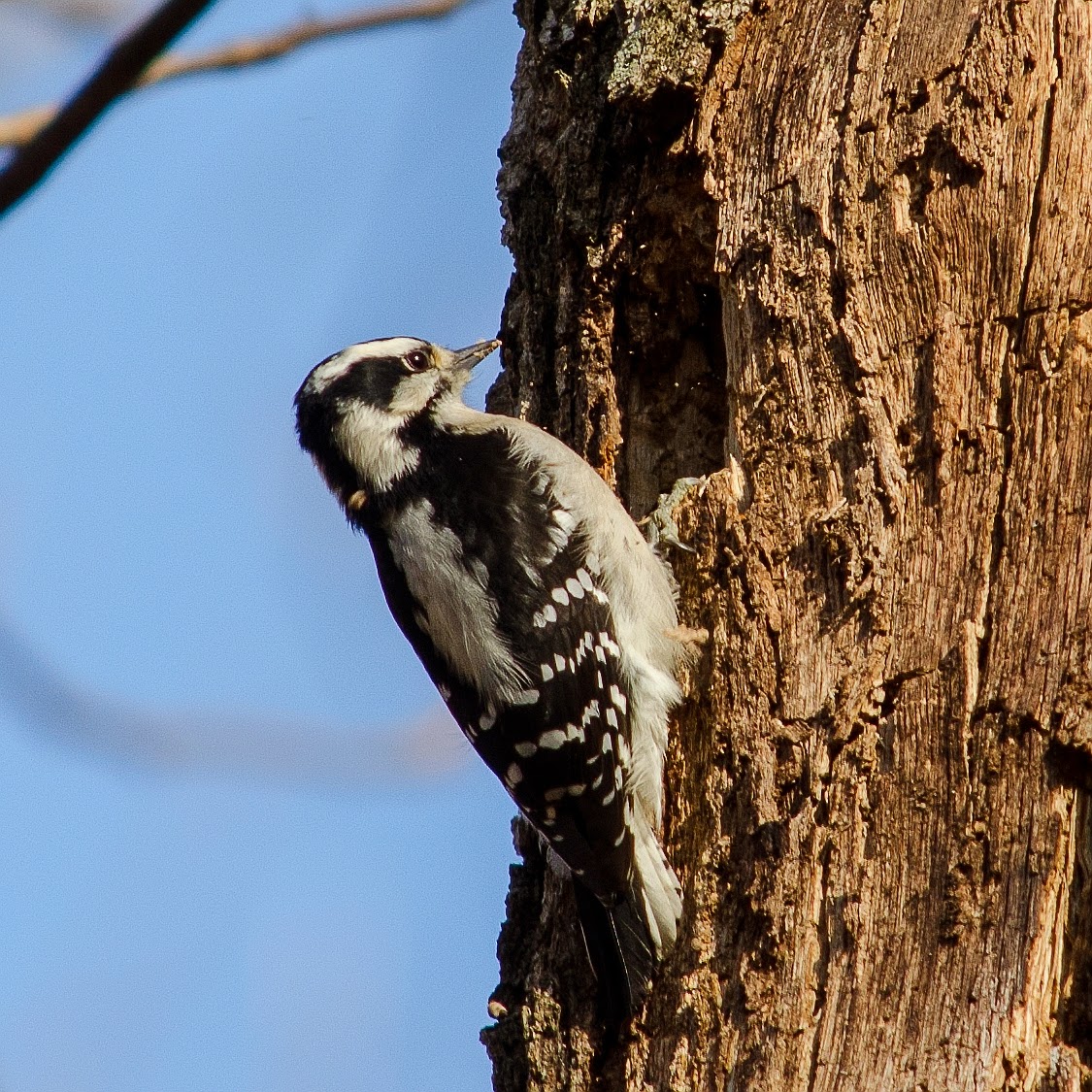 Downy Woodpecker Ohio