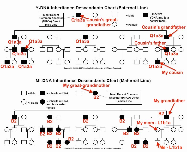 roots recombinant dna guide to building your family haplotree y dna testing comparison chart
