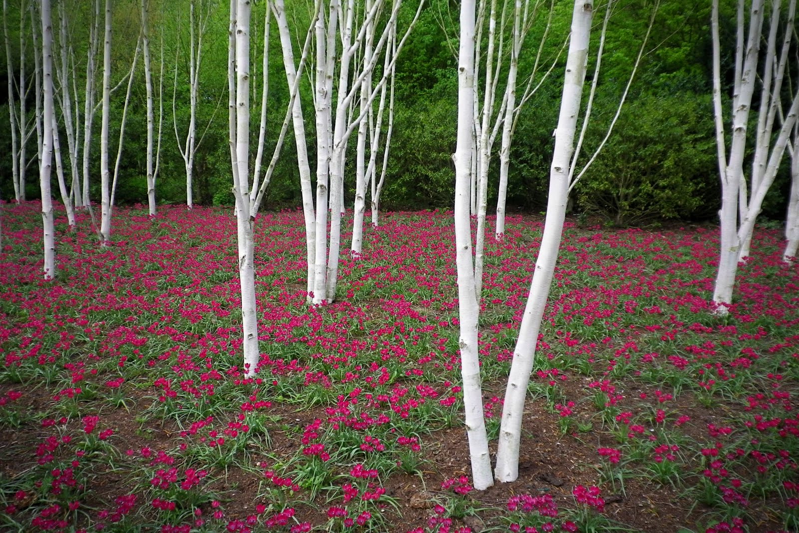 The grove of the dancing birches. Land of the Silver Birch.