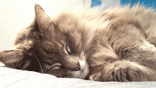 Kumpulan 21 Animasi Kucing Ngantuk Bergerak Gambar Aksinya Menggemaskan Ketika
